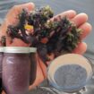 Chondrus Crispus Irish Sea Moss From Perú-Wholesale Supply WPS+51968610577 contact me