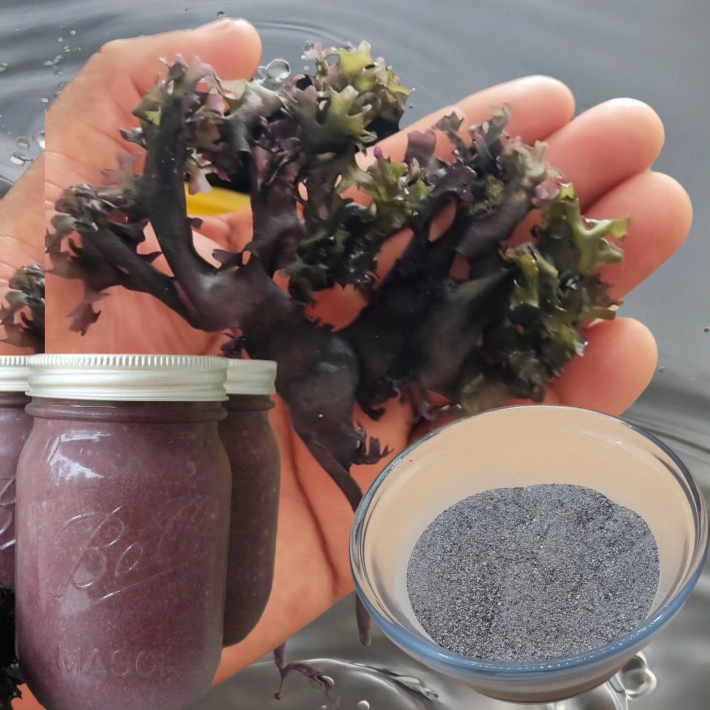 Chondrus Crispus Irish Sea Moss From Perú-Wholesale Supply WPS+51968610577 contact me