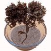 Chondrus Crispus Irish Sea Moss From Perú-Wholesale Supply WPS+51968610577 contact me