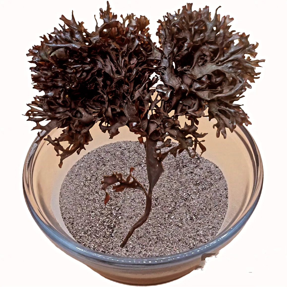 Chondrus Crispus Irish Sea Moss From Perú-Wholesale Supply WPS+51968610577 contact me