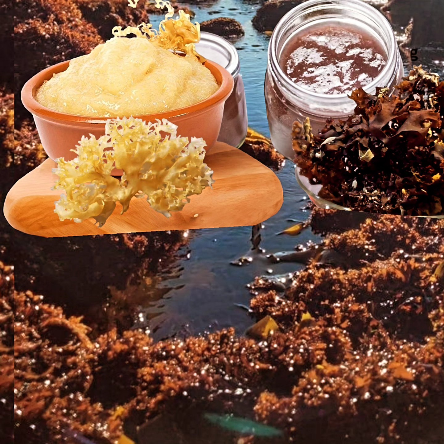 Irish Moss Chondrus Crispus From Perú-Wholesale Supply WPS,+51968610577