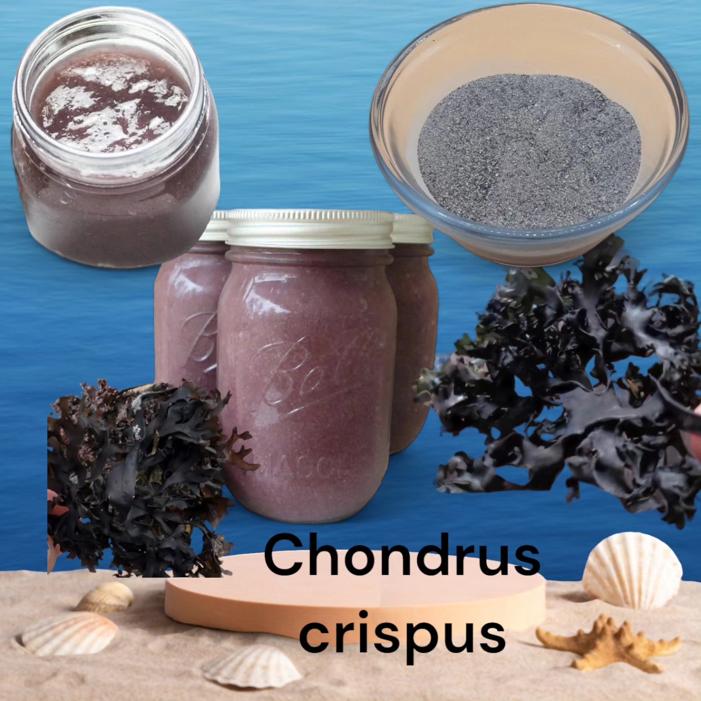 Irish Moss Chondrus Crispus From Perú-Wholesale Supply WPS,+51968610577