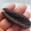 Sea cucumber Dried From Perú