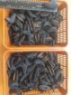 Sea cucumber Dried From Perú