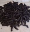 Sea cucumber Dried From Perú