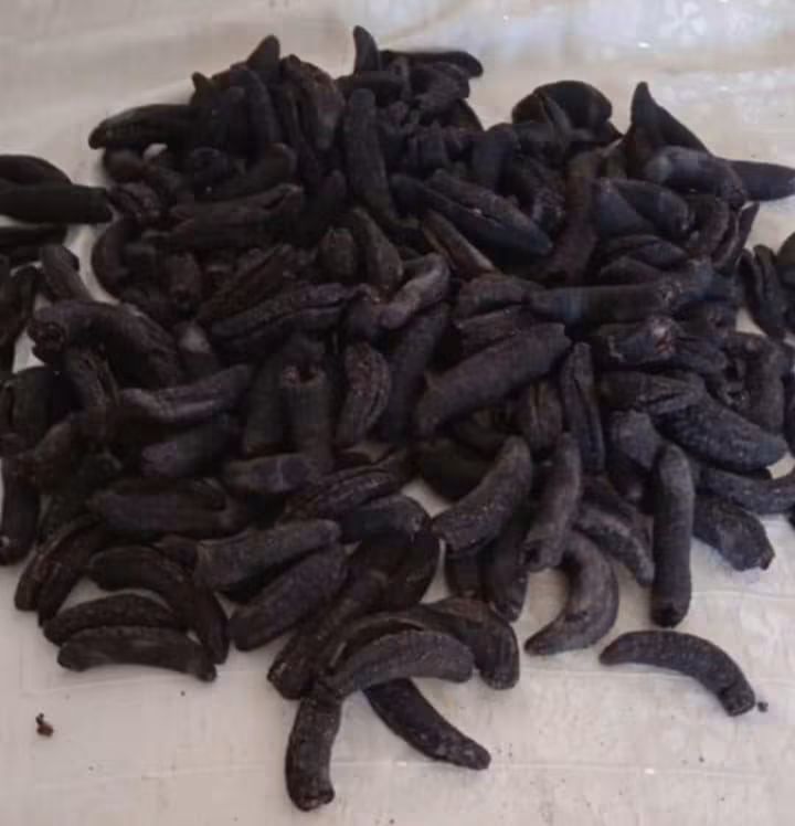 Sea cucumber Dried From Perú