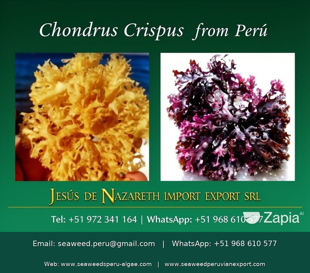 Chondrus Crispus Irish Sea Moss From Perú-Wholesale Supply WPS+51968610577 contact me