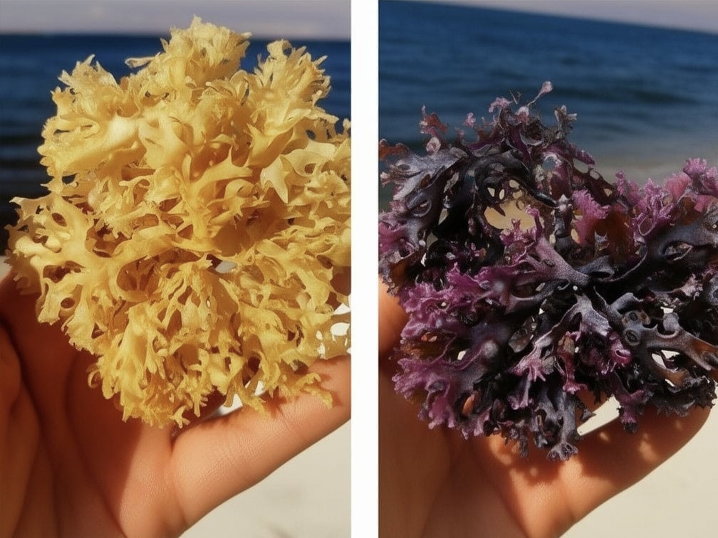 Irish Moss Chondrus Crispus From Perú-Wholesale Supply WPS,+51968610577