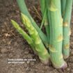 Terreno agrícola en venta – Paiján, La Libertad