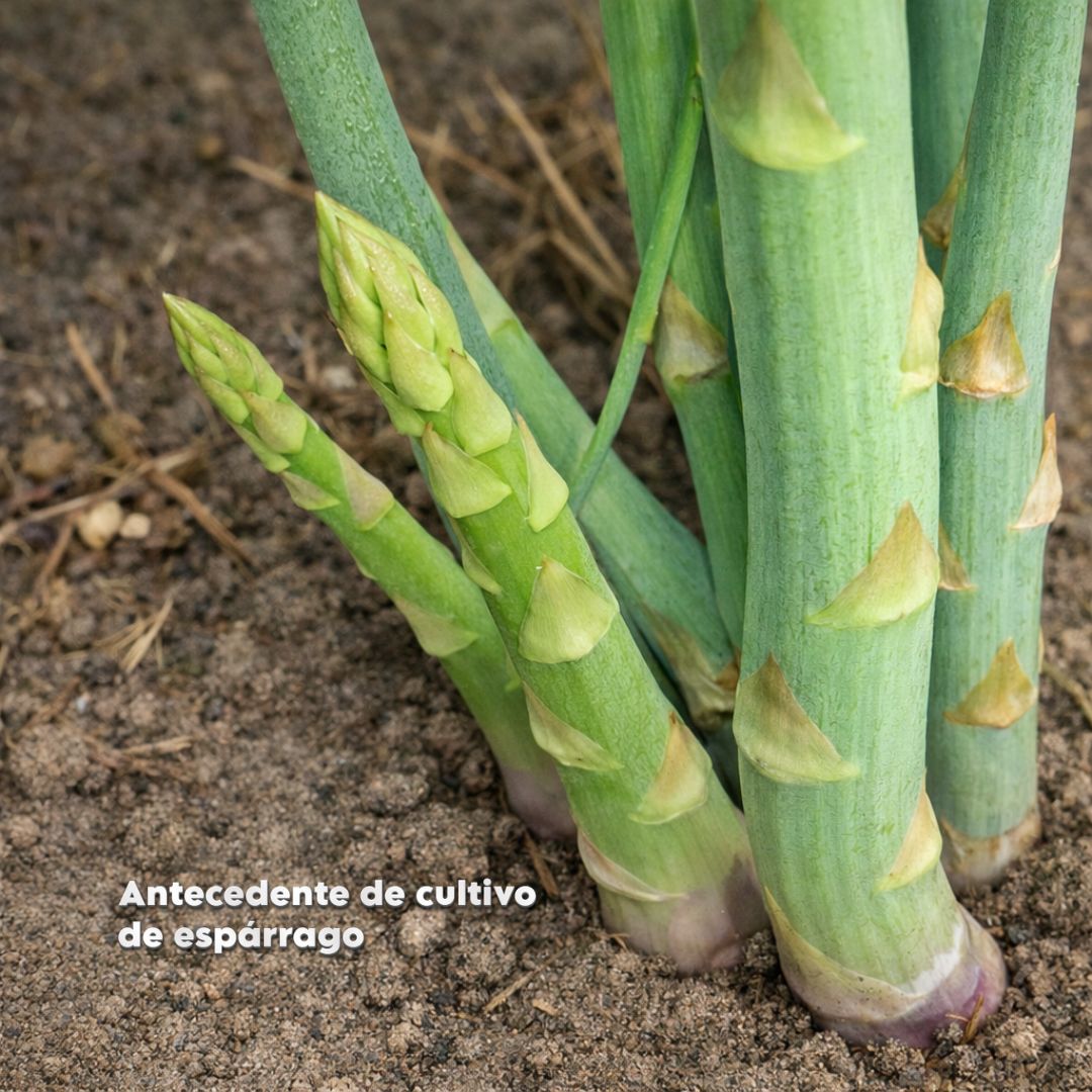 Terreno agrícola en venta – Paiján, La Libertad