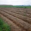 Terreno agrícola en venta – Paiján, La Libertad