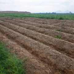 hectareas60-agricola-paijan-homeofgod.jpg9_