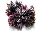 Peruvian seaweeds From Perú-Wholesale Supply