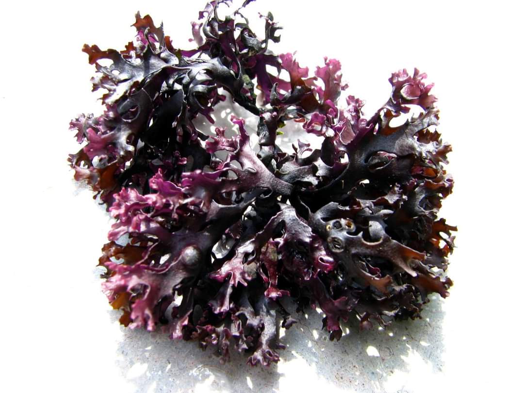 Peruvian seaweeds From Perú-Wholesale Supply