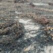 Peruvian seaweeds From Perú-Wholesale Supply