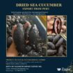 Pepino de mar From Perú Sea cucumbers
