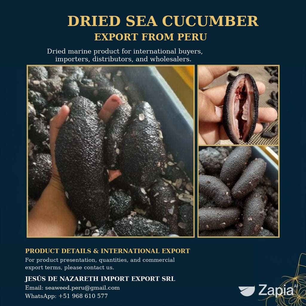Pepino de mar From Perú Sea cucumbers