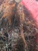 Chondracanthus chamissoi sea chicory yuyo Dried Frozen From peru