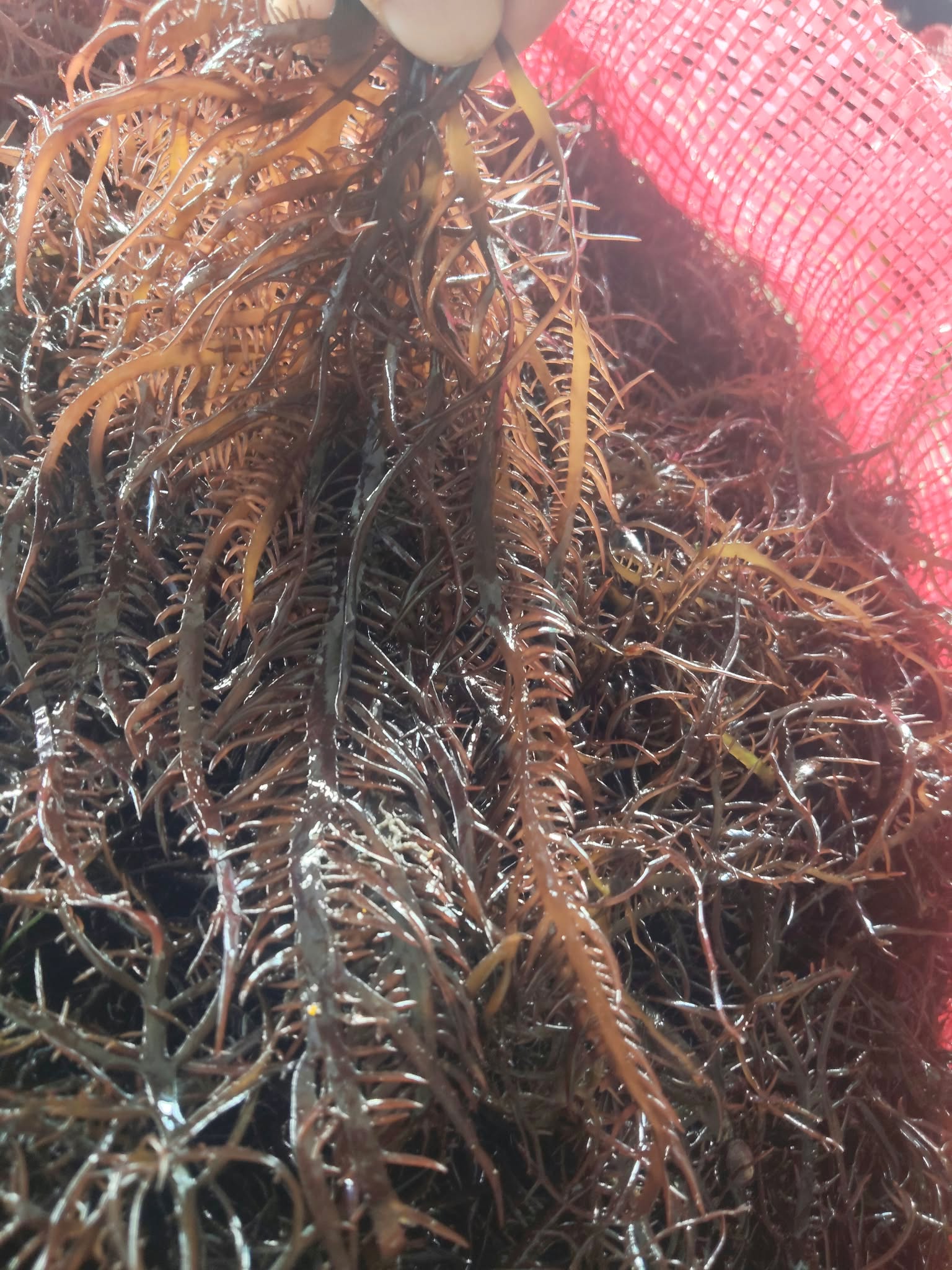 Chondracanthus chamissoi sea chicory yuyo Dried Frozen From peru