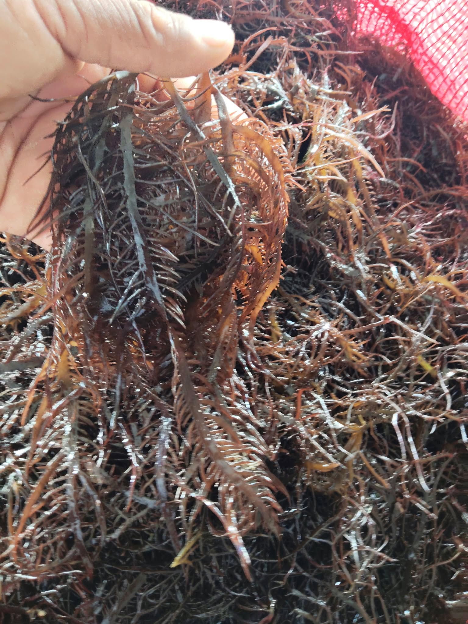 Chondracanthus chamissoi sea chicory yuyo Dried Frozen From peru
