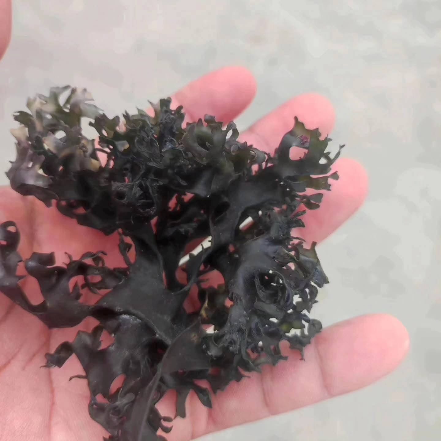 Chondrus Crispus Irish Sea Moss From Peru-Wholesale Supply