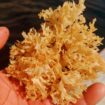 Chondrus Crispus Irish Sea Moss From Peru-Wholesale Supply
