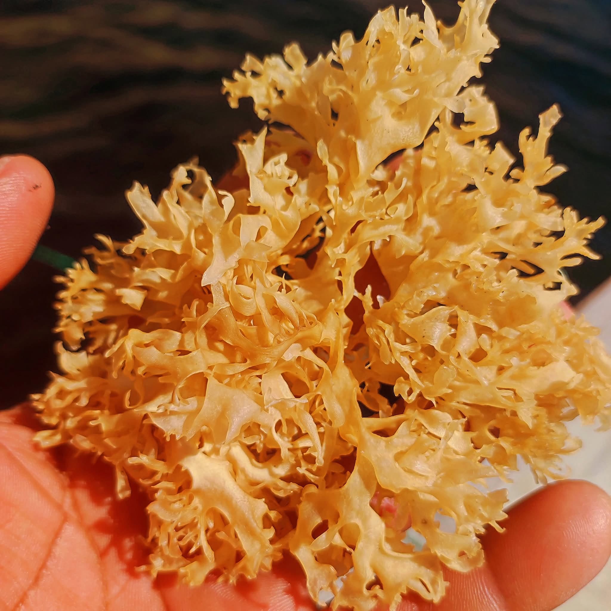 Chondrus Crispus Irish Sea Moss From Peru-Wholesale Supply