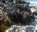 Lessonia Nigrescens Seaweed Brown From peru-Wholesale Supply