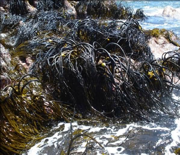 Lessonia Nigrescens Seaweed Brown From peru-Wholesale Supply