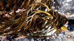 LESSONIA TRABECULATA BROWN SEAWEED FROM PERU