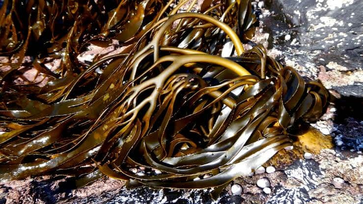 LESSONIA TRABECULATA BROWN SEAWEED FROM PERU