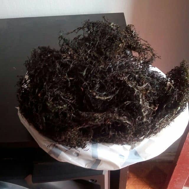 Chondracanthus chamissoi sea chicory yuyo Dried Frozen From peru