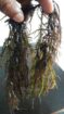 Gigartina chamissoi Seaweeds from peru-Wholesale Supply