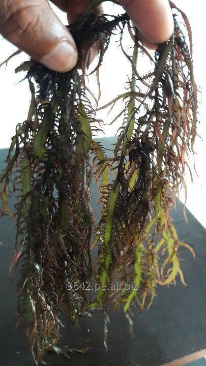 Gigartina chamissoi Seaweeds from peru-Wholesale Supply