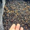 MACROCYSTIS INTEGRIFOLIA BROWN SEAWEED FROM PERU-WHOLESALE SUPPLY