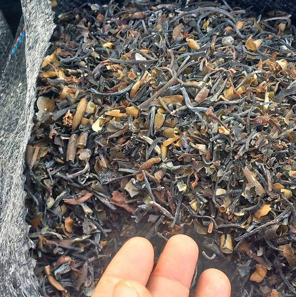 MACROCYSTIS INTEGRIFOLIA BROWN SEAWEED FROM PERU-WHOLESALE SUPPLY