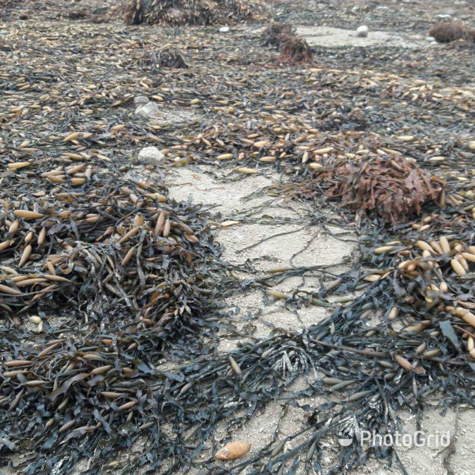 Seaweed- Algae- peru from peru-Wholesale Supply