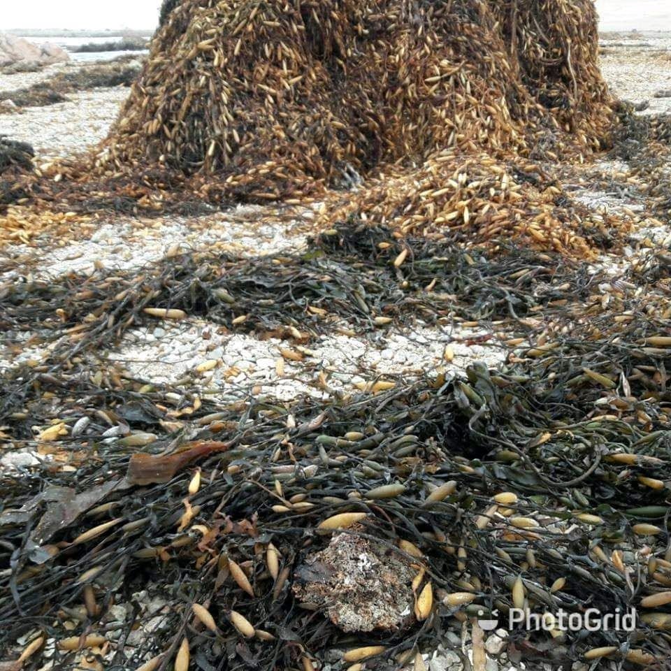 MACROCYSTIS INTEGRIFOLIA BROWN SEAWEED FROM PERU-WHOLESALE SUPPLY