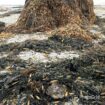 Macrocystis Integrifolia seaweed Brown from peru-Wholesale supply
