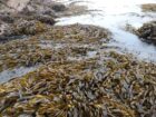 Seaweed- Algae- peru from peru-Wholesale Supply