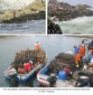 Seaweed- Algae- peru from peru-Wholesale Supply