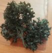 Irish Moss Chondrus Crispus From Peru-Wholesale Supply