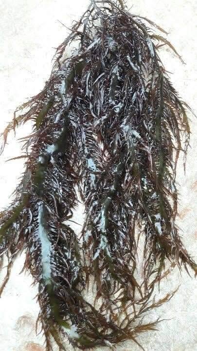 Gigartina chamissoi Seaweeds from peru-Wholesale Supply