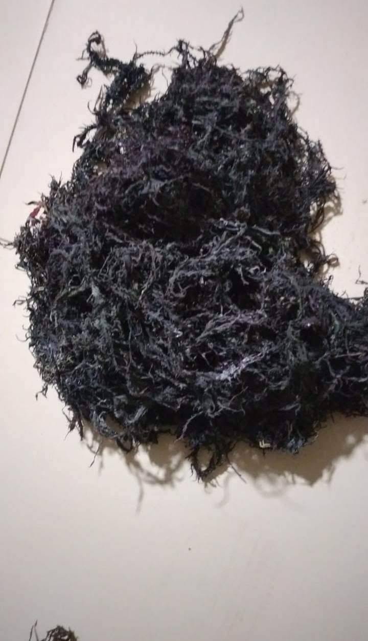 Gigartina chamissoi Seaweeds from peru-Wholesale Supply