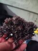 Chondrus Crispus Irish Sea Moss From Peru-Wholesale Supply