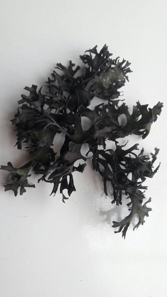 Chondrus Crispus Irish Sea Moss From Peru-Wholesale Supply