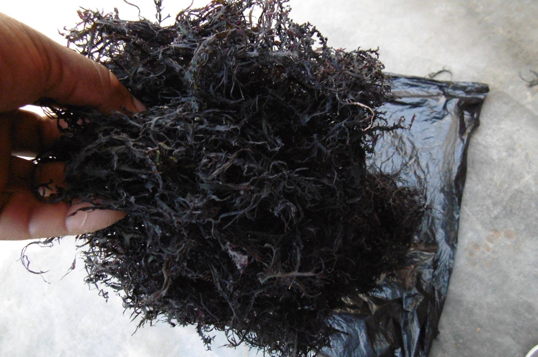 Gigartina chamissoi Seaweeds from peru-Wholesale Supply