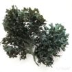 Irish Moss Chondrus Crispus From Peru-Wholesale Supply