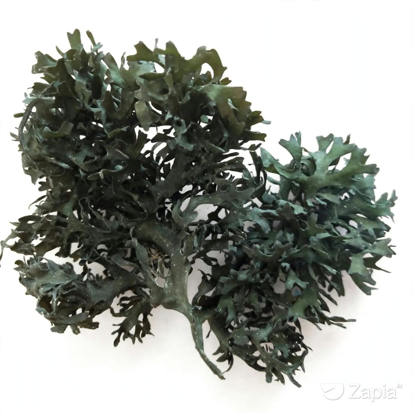 Irish Moss Chondrus Crispus From Peru-Wholesale Supply