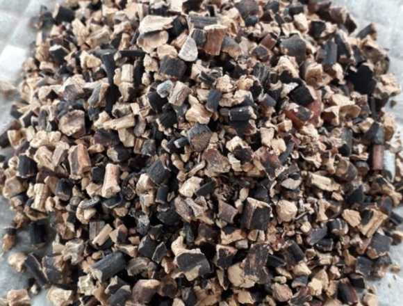 LESSONIA TRABECULATA BROWN SEAWEED FROM PERU
